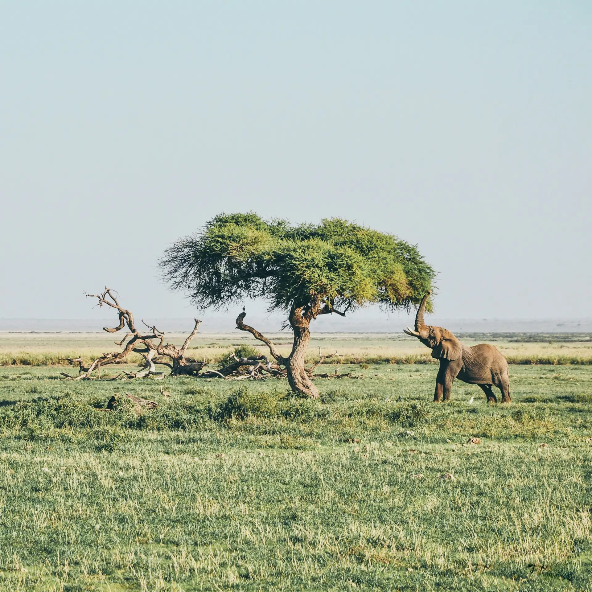 3 Days Amboseli National Park