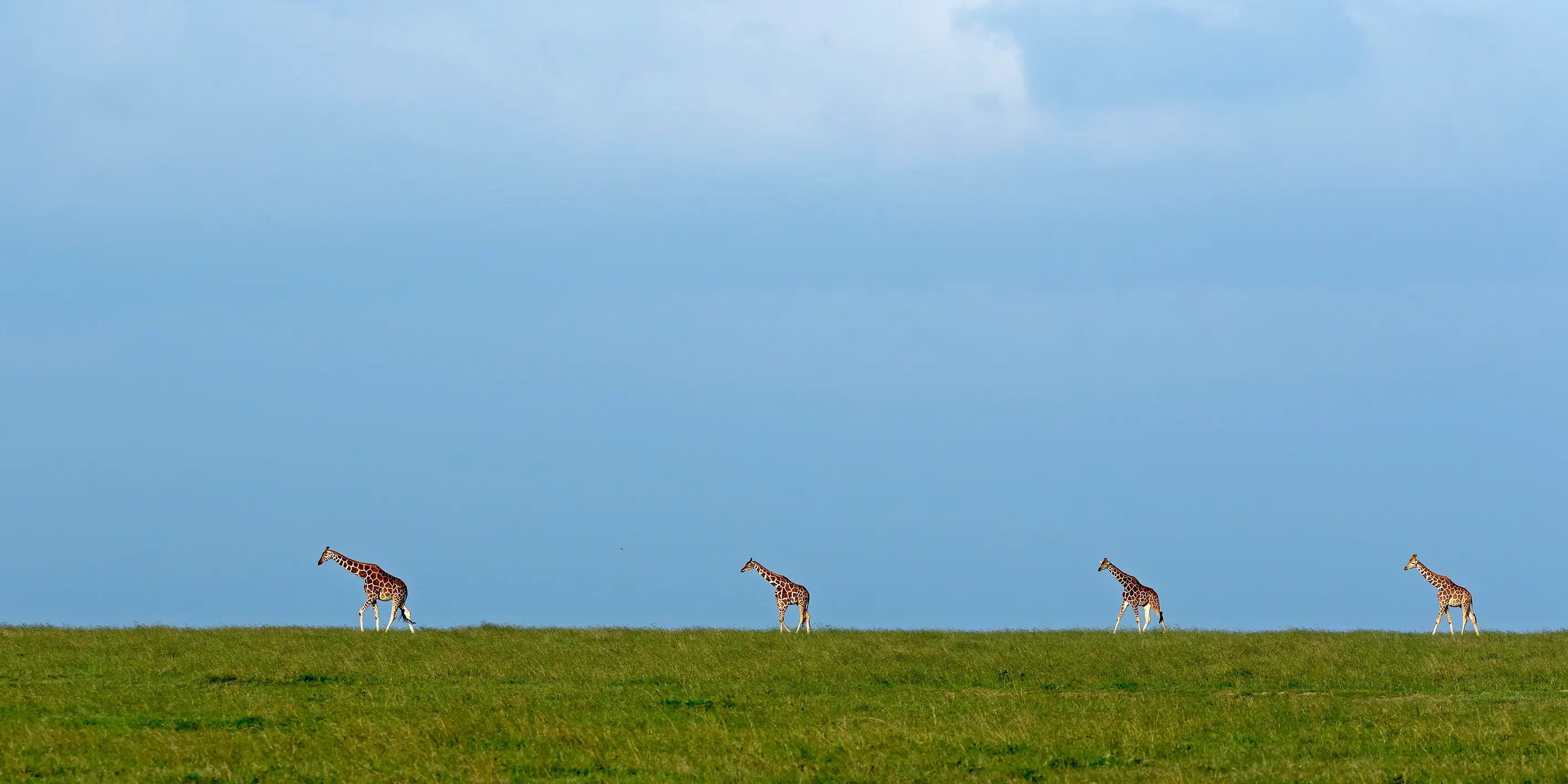 7 Days Kenya Wildlife Safari