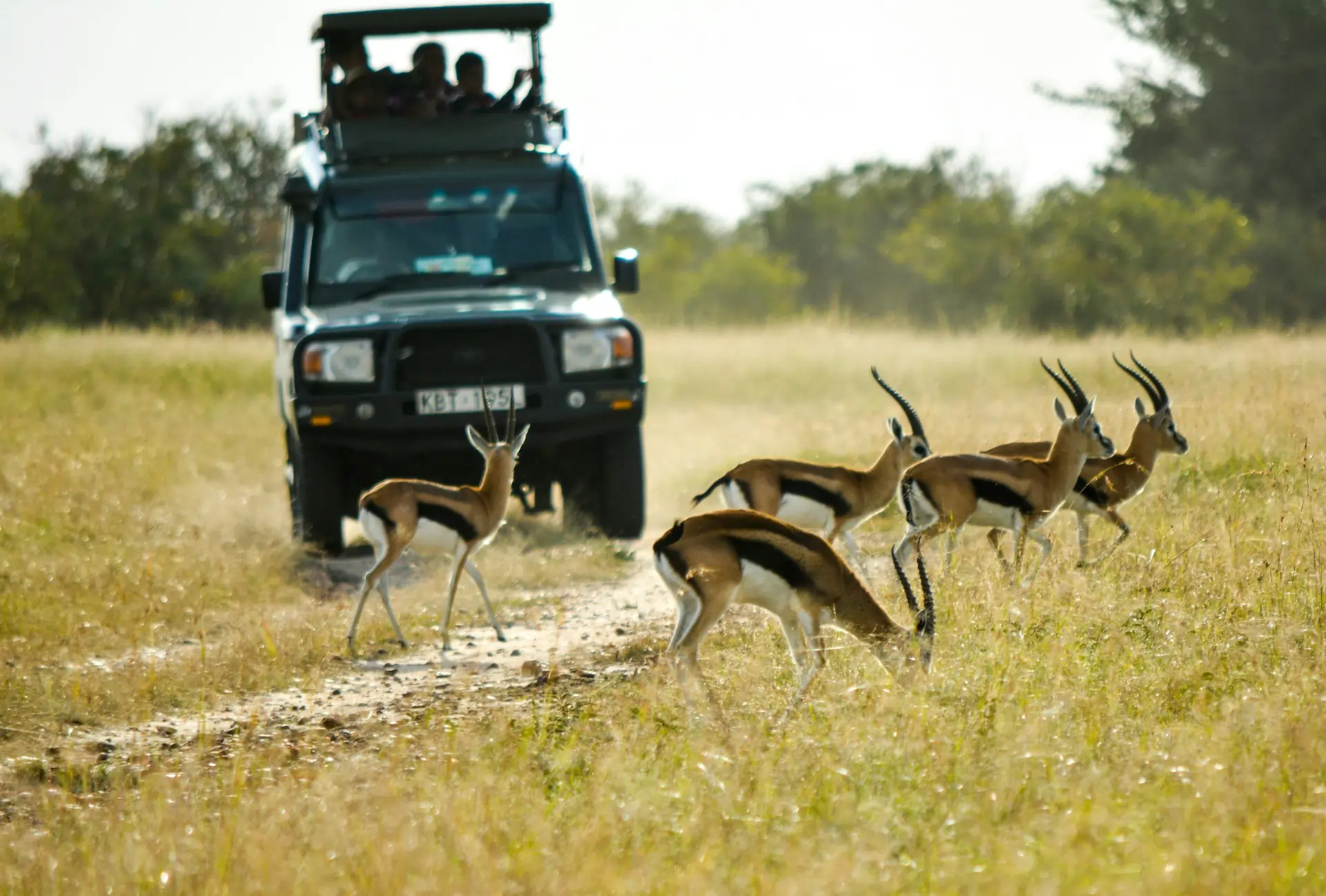 Designing Your Bespoke Safari: What to Expect from a Tailor-Made Itinerary