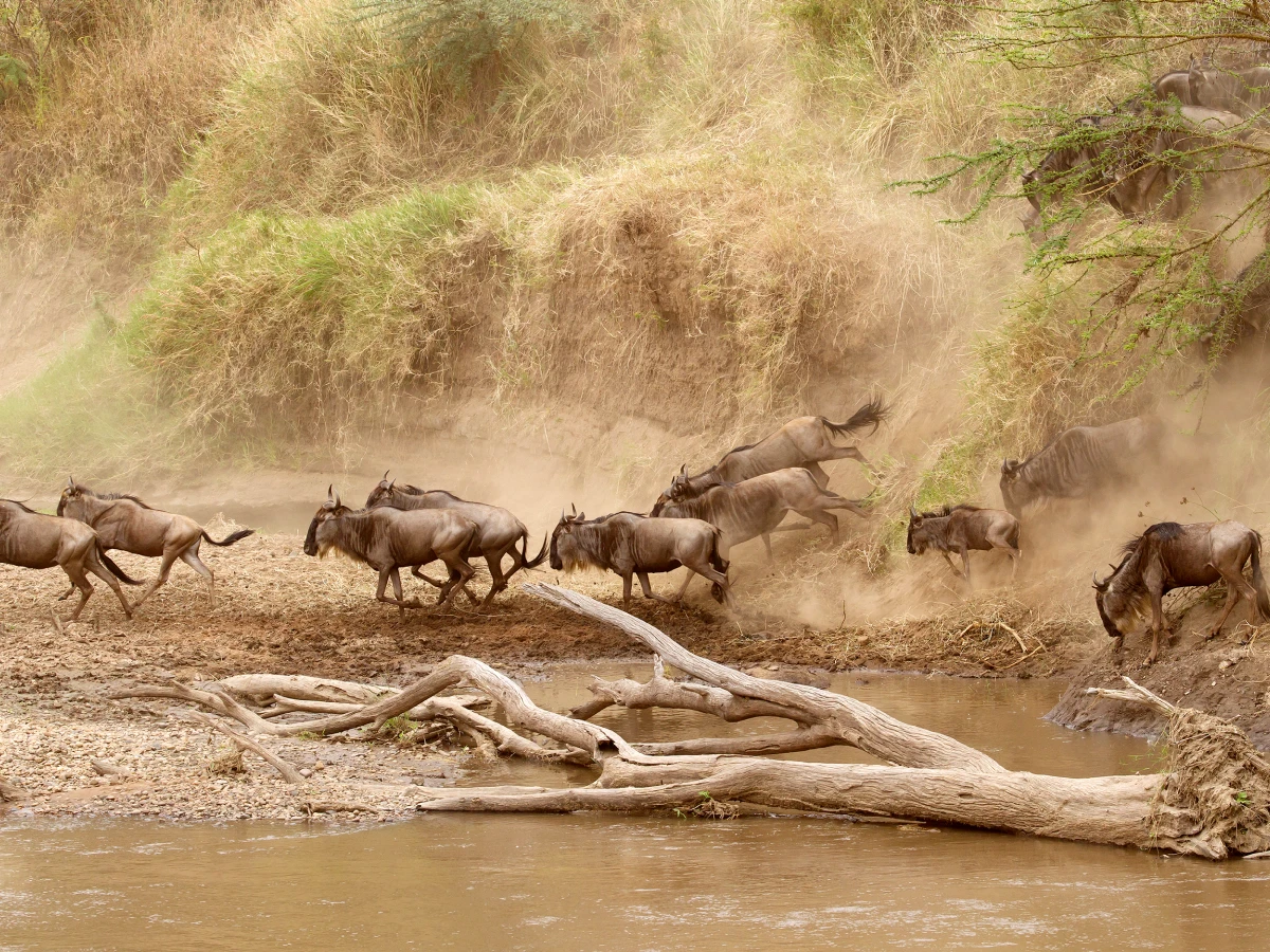 Wildlife migration corridor in Kenya supported by community conservancies