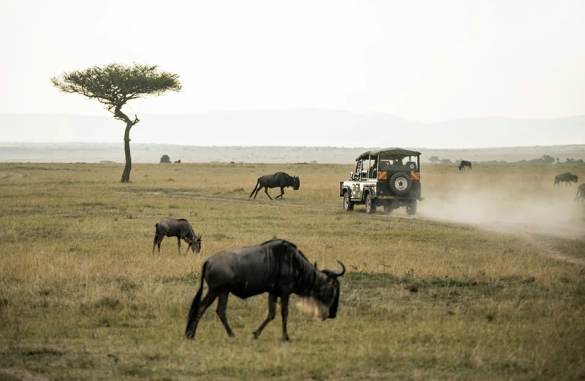 Custom safari game drive in the Masai Mara