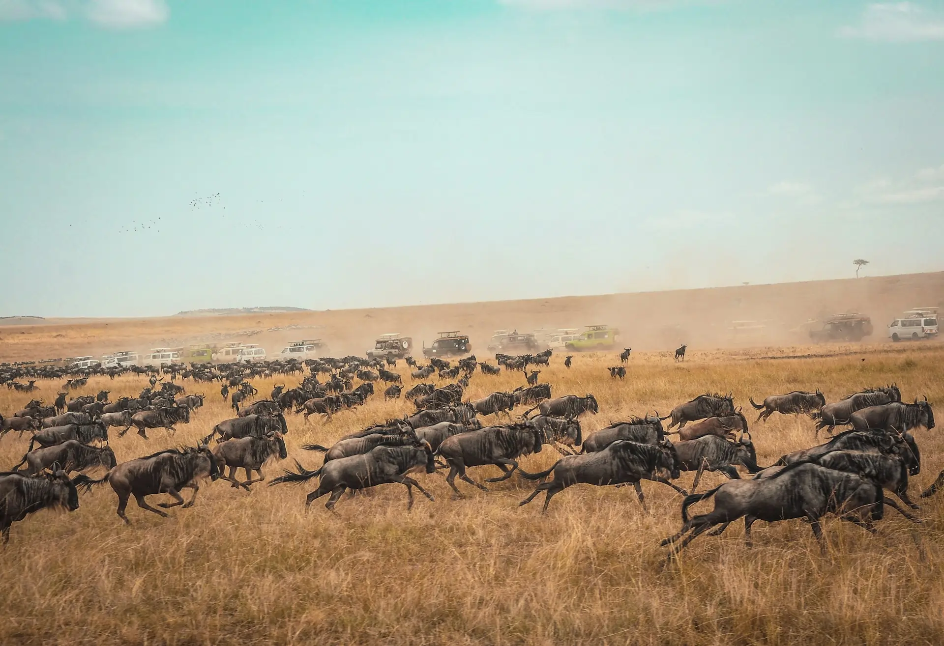 Conservation & Community: How Your Safari Protects East Africa's Wildlife