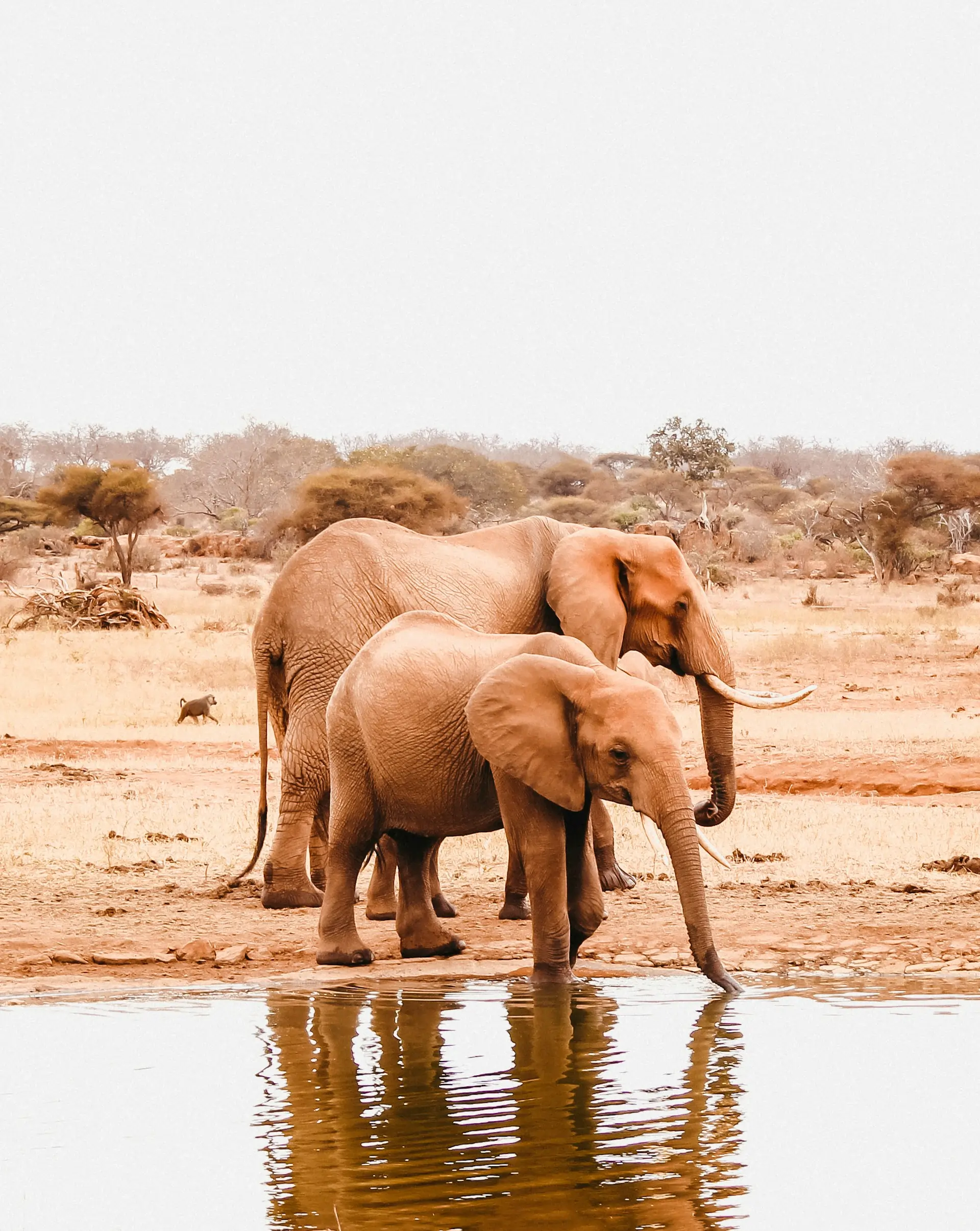 Tsavo National Parks