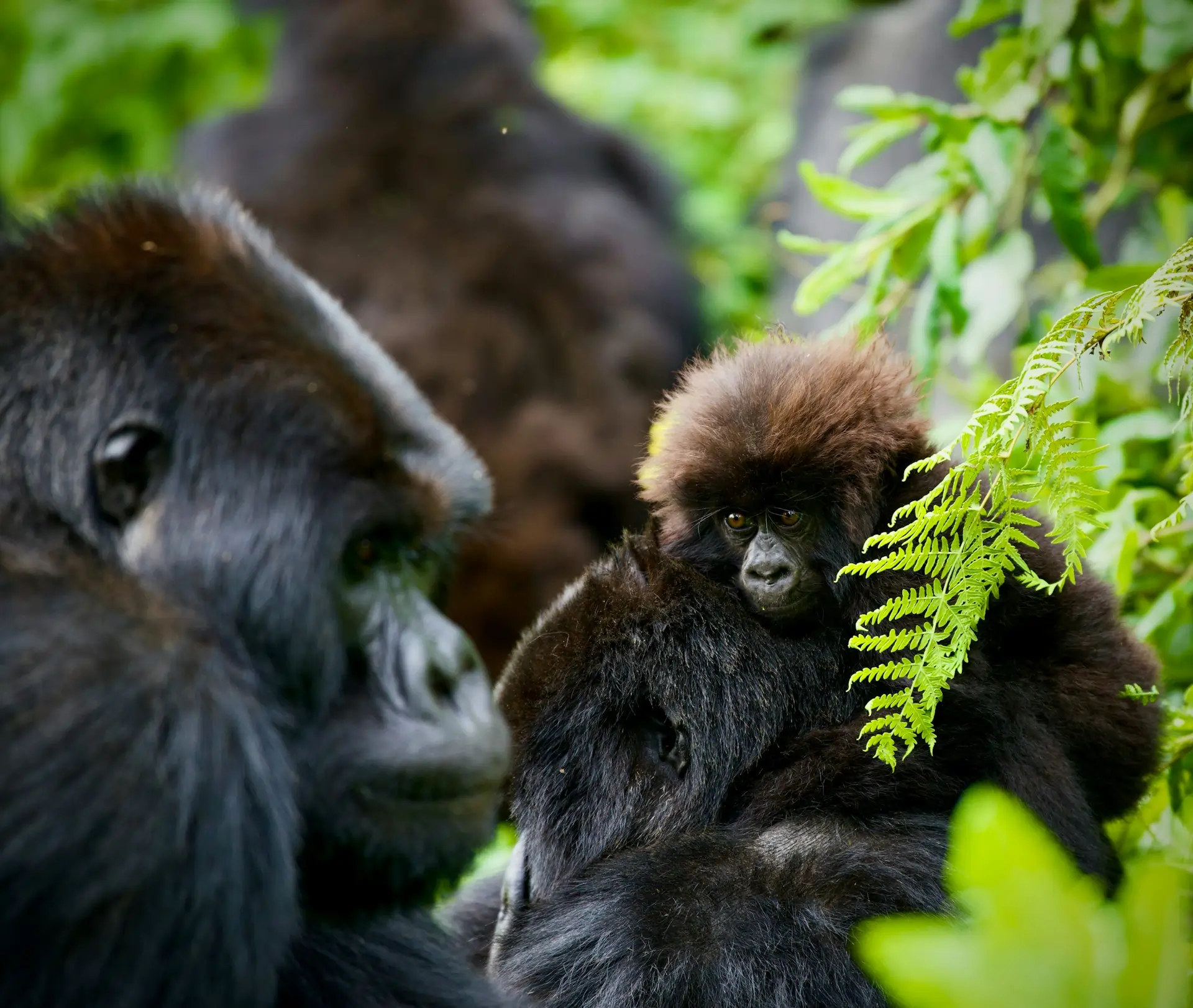 Gorilla Trekking: Rwanda vs. Uganda – How to Choose Your Primate Adventure