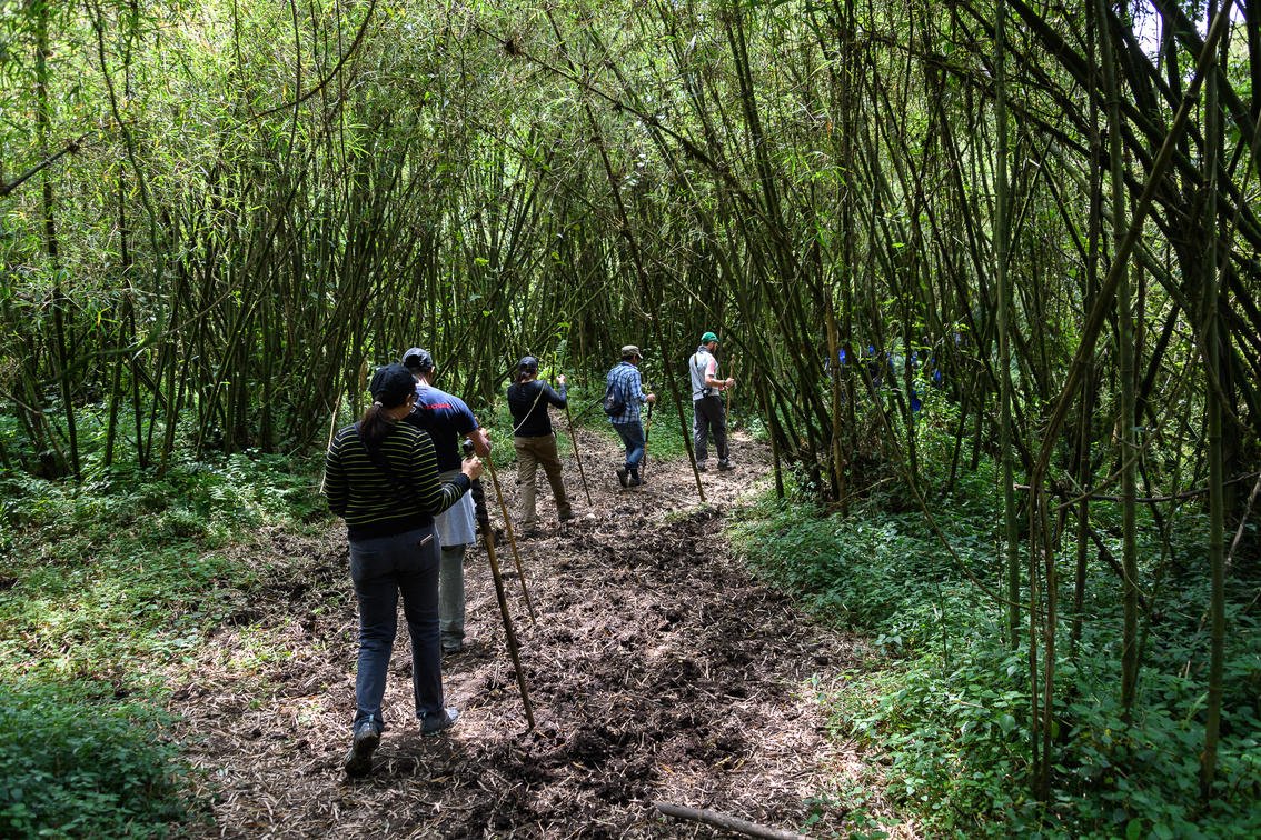 4 Days Rwanda Gorilla Trekking Safari